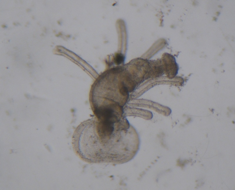 Foronideo (Phoronis hippocrepia)